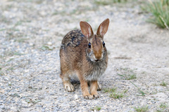 Sylvilagus obscurus