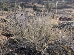 Ericameria nauseosa nana