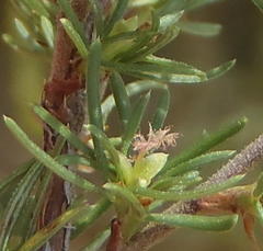 Cliffortia ramosissima