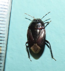 Macroscytus reflexus