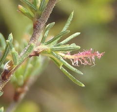 Cliffortia ramosissima