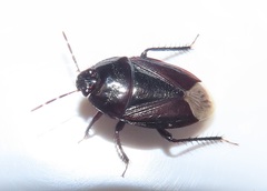 Macroscytus reflexus