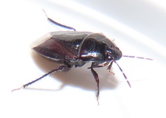 Macroscytus reflexus