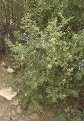 Cliffortia ramosissima