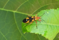 Oncopeltus guttaloides