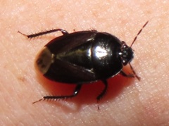 Macroscytus reflexus