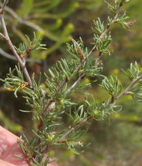 Cliffortia ramosissima