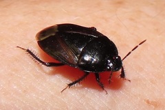 Macroscytus reflexus