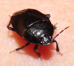 Macroscytus reflexus