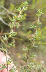 Cliffortia ramosissima
