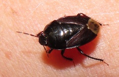 Macroscytus reflexus