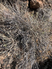 Ericameria nauseosa nana