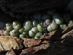 Conophytum ficiforme