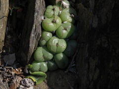 Conophytum ficiforme