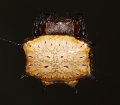 Isoxya tabulata
