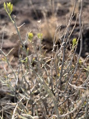 Ericameria nauseosa nana