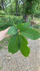 Phylloxera caryaefoliae