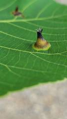 Phylloxera caryaefoliae