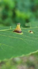 Phylloxera caryaefoliae
