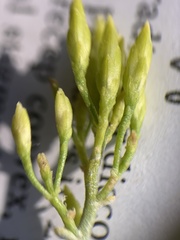 Ericameria nauseosa nana