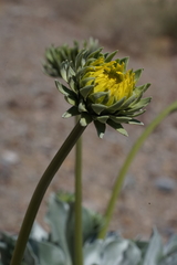 Enceliopsis covillei