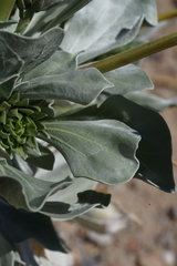 Enceliopsis covillei