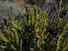 Crassula muscosa muscosa