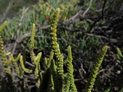 Crassula muscosa muscosa