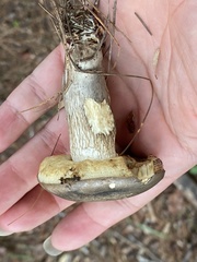 Retiboletus vinaceipes