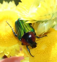 Leucocelis haemorrhoidalis