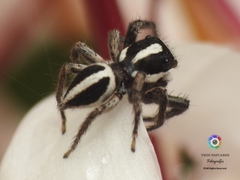 Leptofreya ambigua