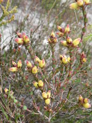 Stylapterus fruticulosus