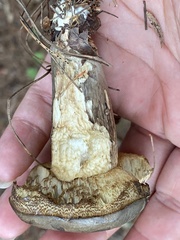 Retiboletus vinaceipes