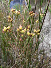 Stylapterus fruticulosus