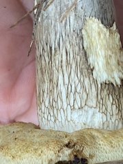 Retiboletus vinaceipes