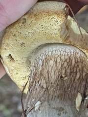 Retiboletus vinaceipes