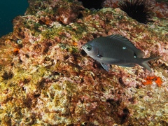 Chromis dispila
