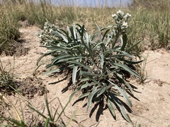 Oreocarya suffruticosa