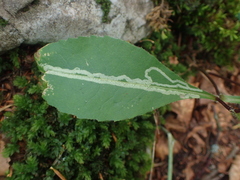 Phytomyza senecionis
