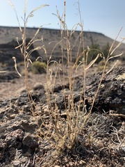 Boechera microphylla