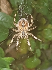 Araneus diadematus