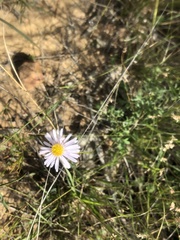 Brachyscome stuartii