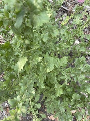 Pseudoconyza viscosa