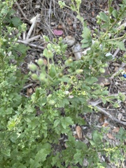 Pseudoconyza viscosa