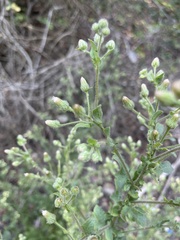 Pseudoconyza viscosa