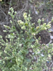 Pseudoconyza viscosa