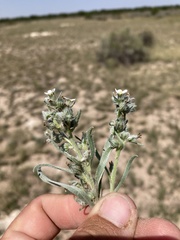 Oreocarya suffruticosa