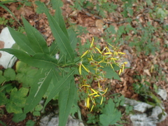 Phytomyza senecionis