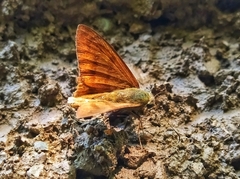 Telegonus