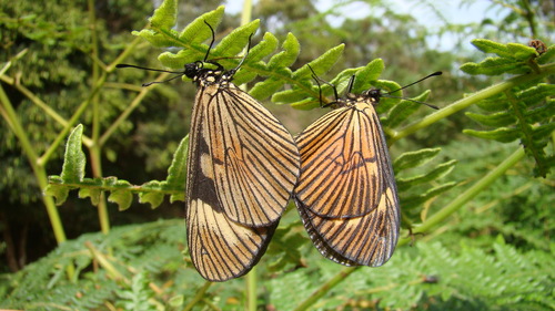 Actinote parapheles